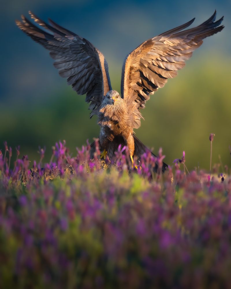 Photograph by Alexandra Surkova