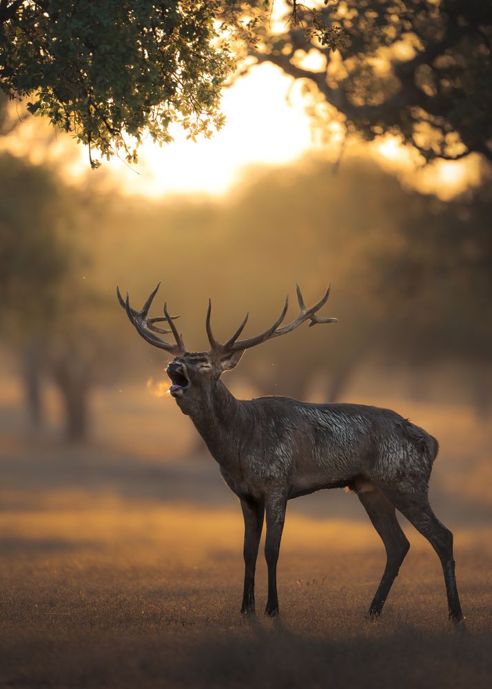 Photograph by Alexandra Surkova