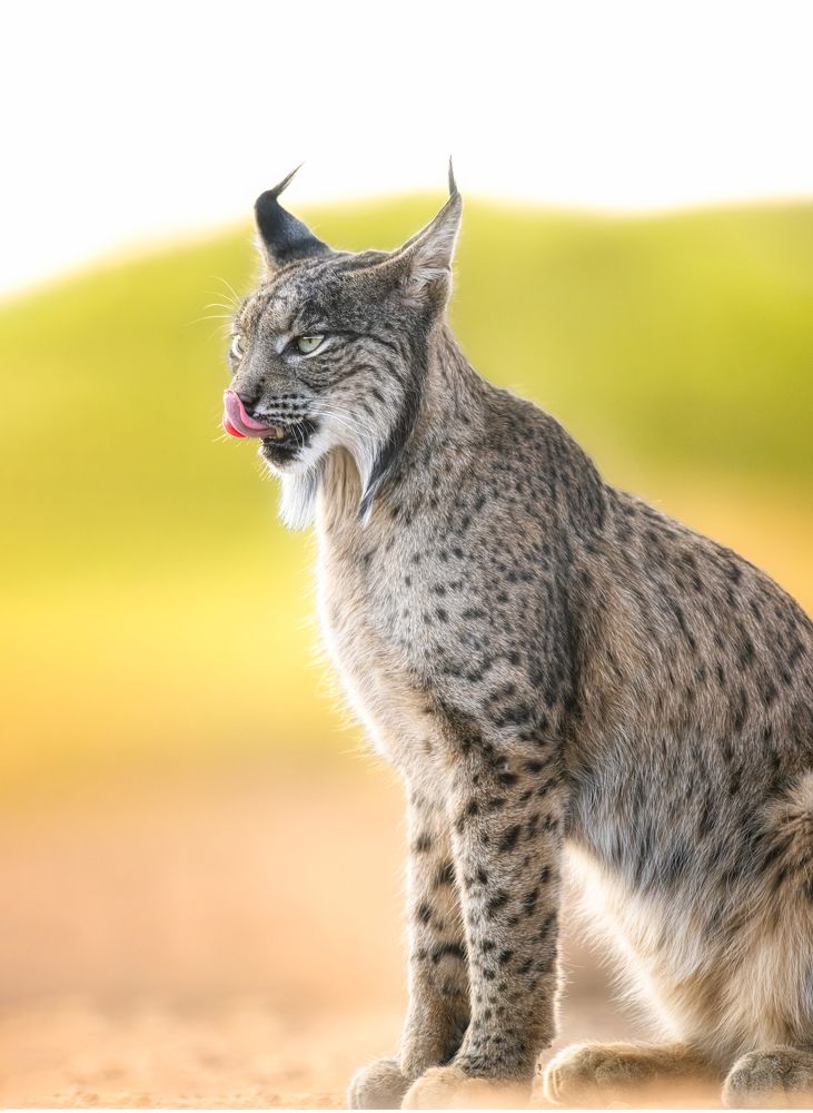 Iberian Lynx - An Endangered Beauty