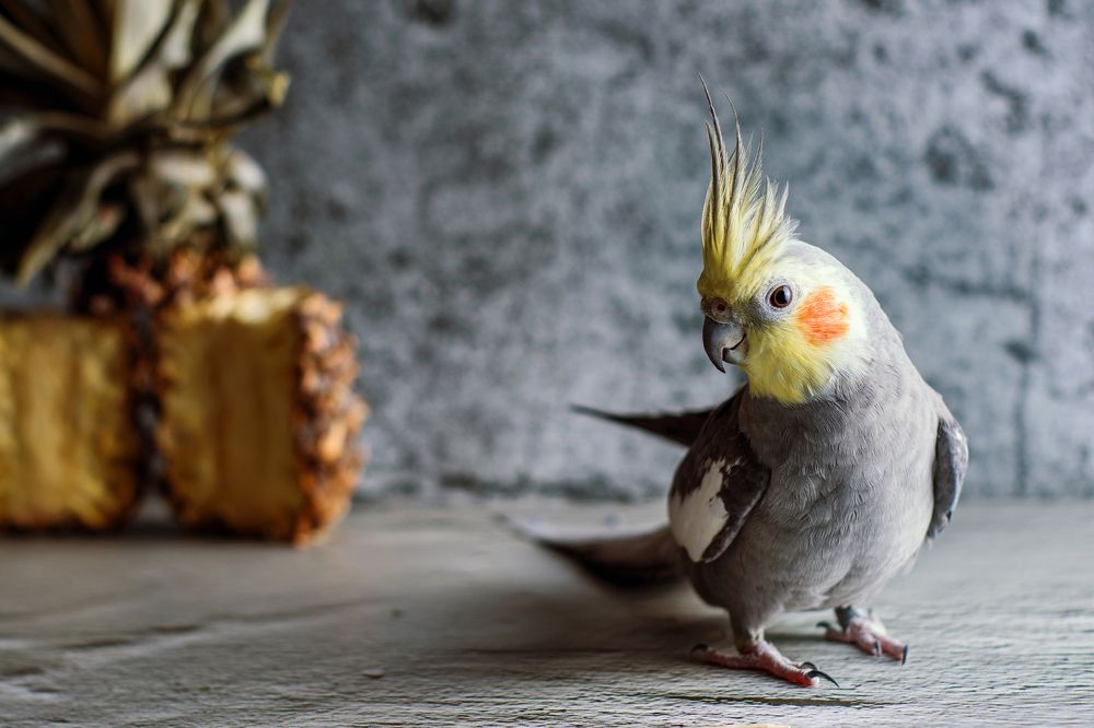 Photograph by Lesya Lambada