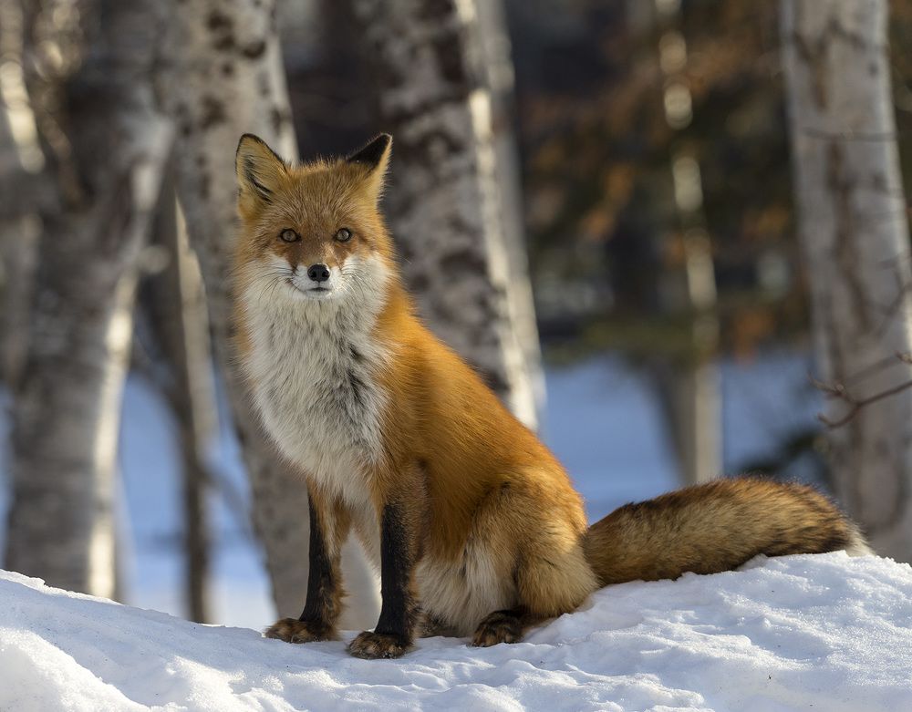 Photograph by Анатолий Макоедов