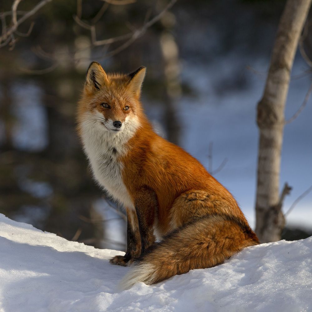 Photograph by Анатолий Макоедов