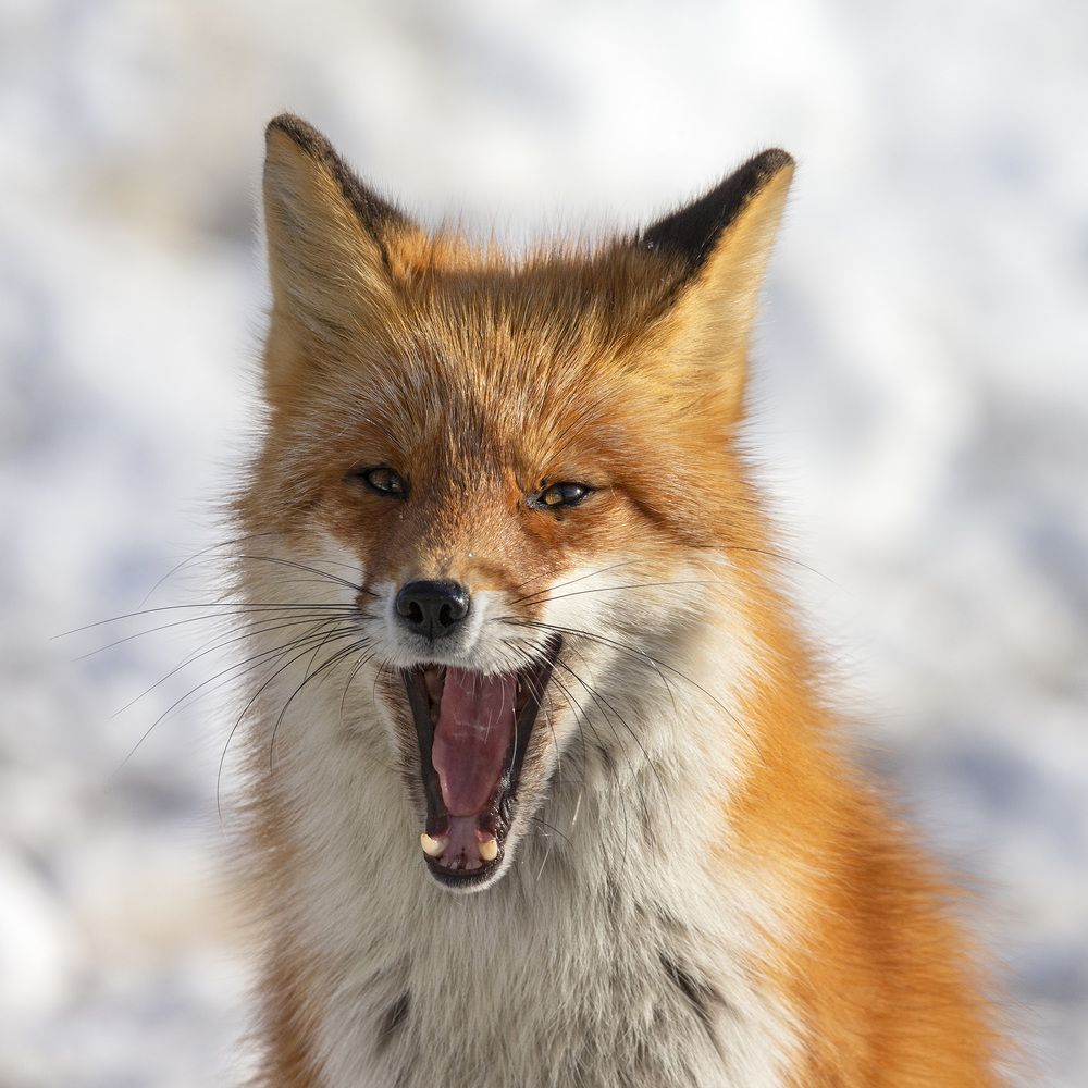 Фотография автора Анатолий Макоедов