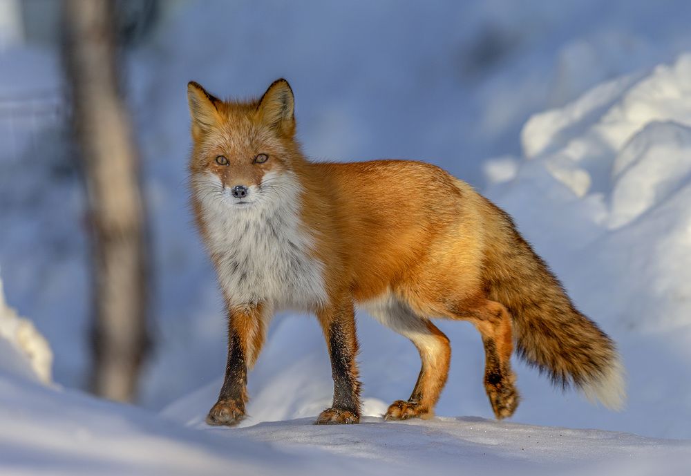 Photograph by Анатолий Макоедов