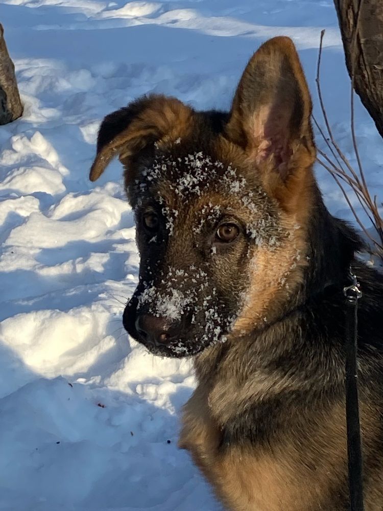 Фотография автора Галина Шиманцова