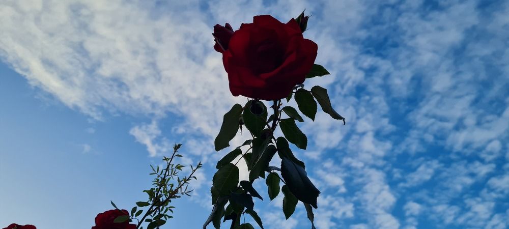 Фотография автора Analía Pérez