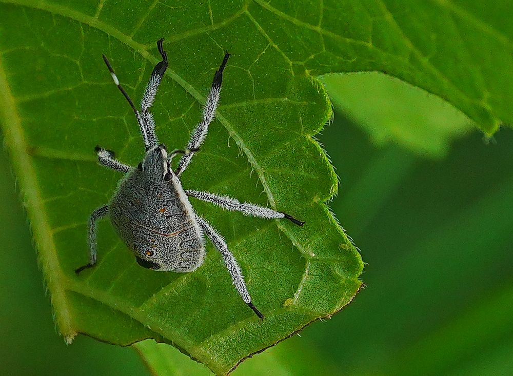 Фотография автора ANIL KUMAR DESHPANDE