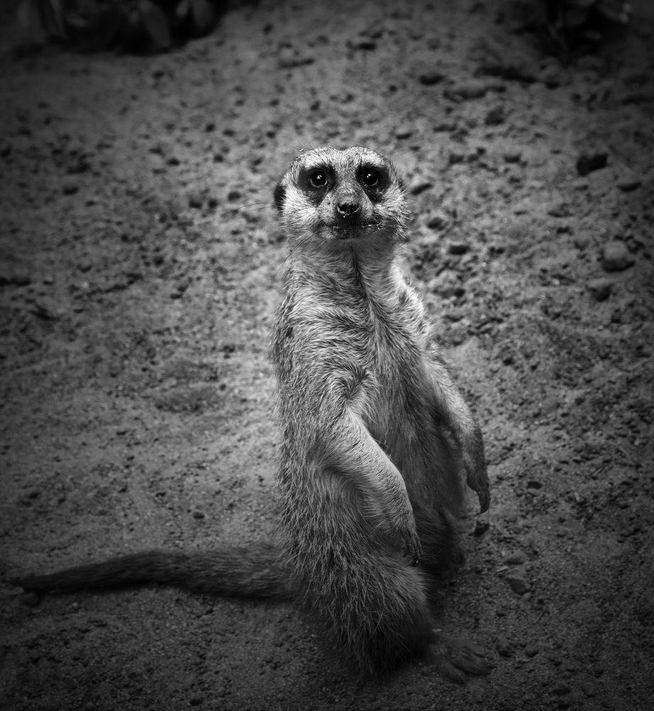 Photograph by Кристина Пеева