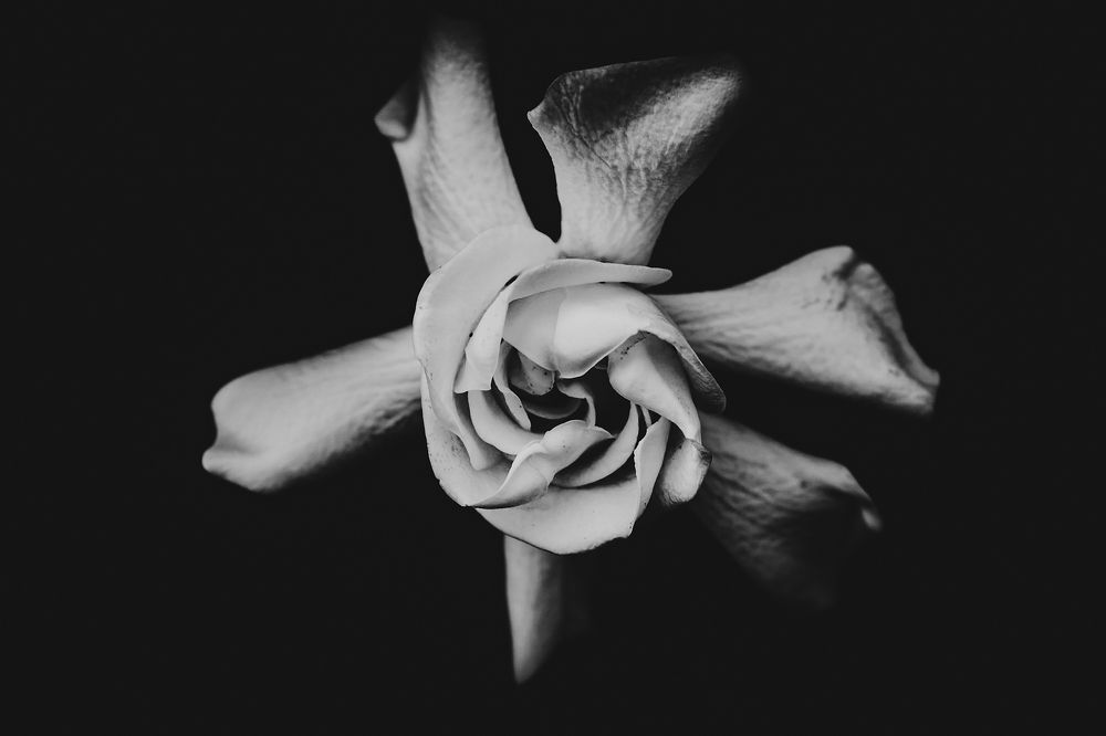 Photograph by Rumi S. Yada