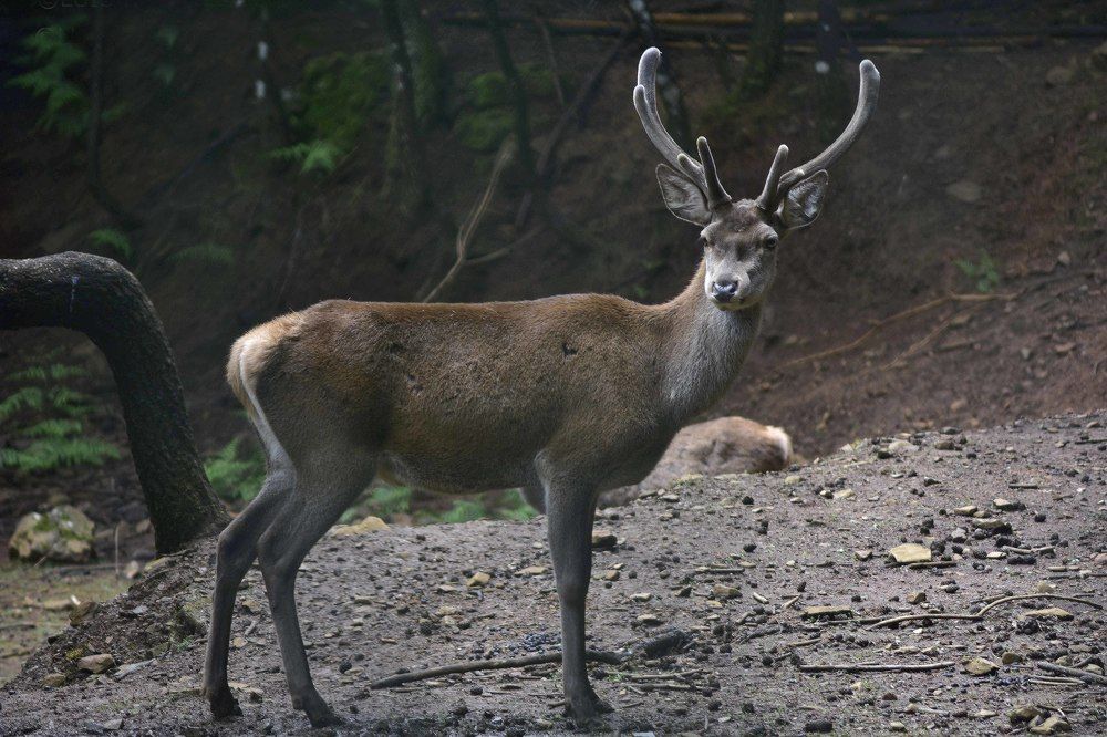 Photograph by JOSE LIMA RODRIGUES