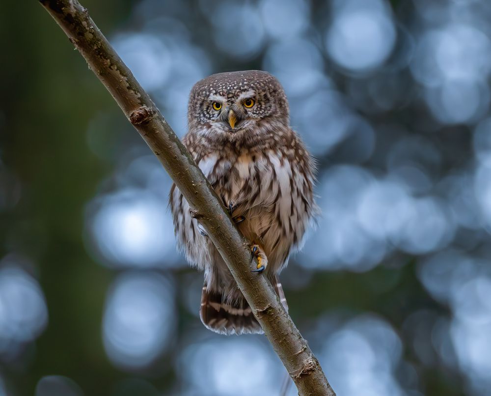 Photograph by George Alexandru Ghiuro