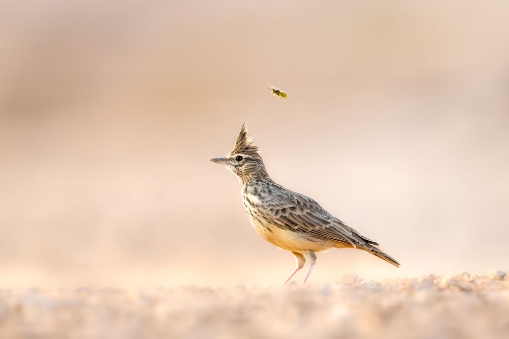 Theklas Lark with The Bee's power