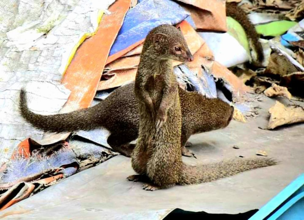 Photograph by Md Rizwanullah Shuvo