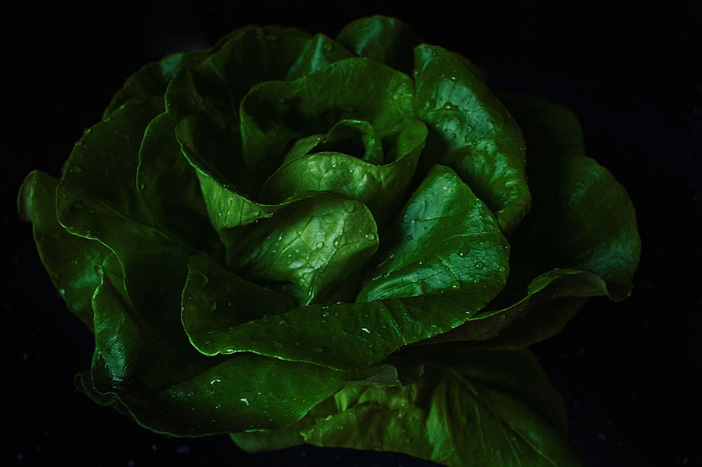 В доме всегда должна водиться капуста