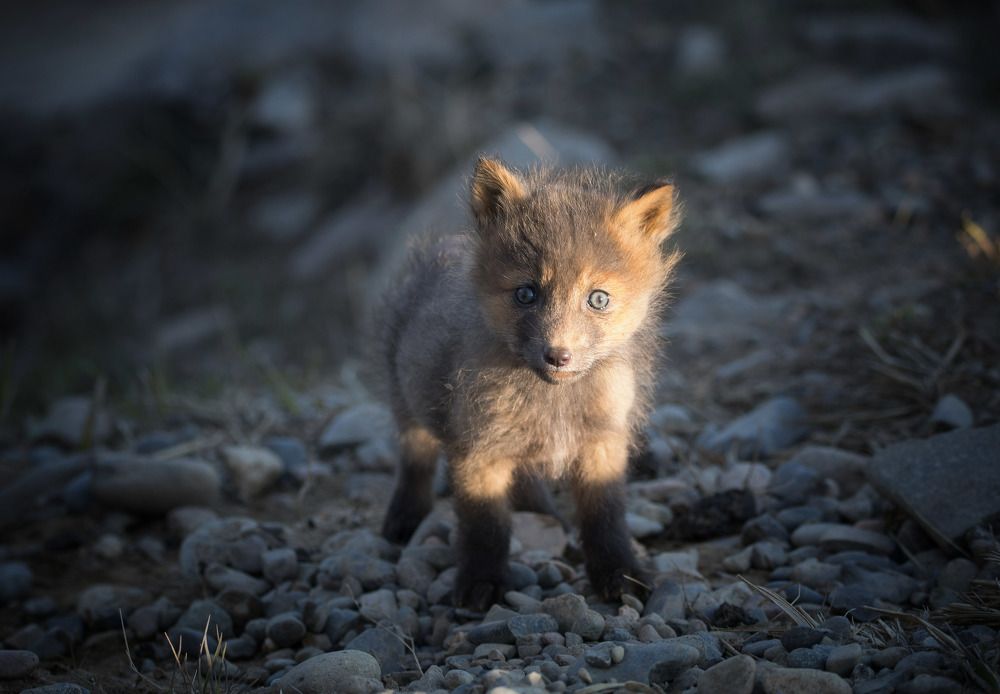 Милый дикарь