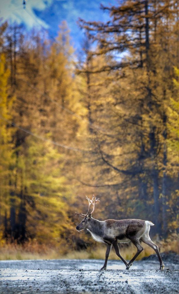 Неожиданная встреча