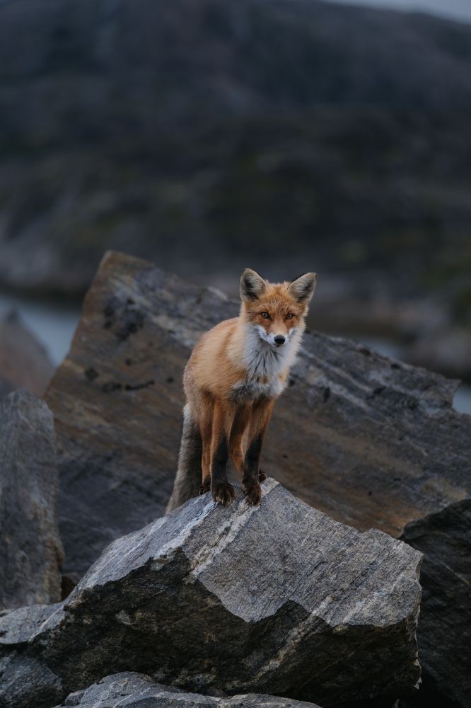 Photograph by Стоянова-Тимбукту Мария