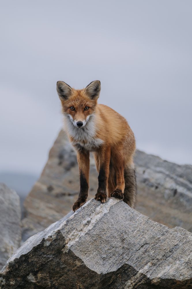 Photograph by Стоянова-Тимбукту Мария