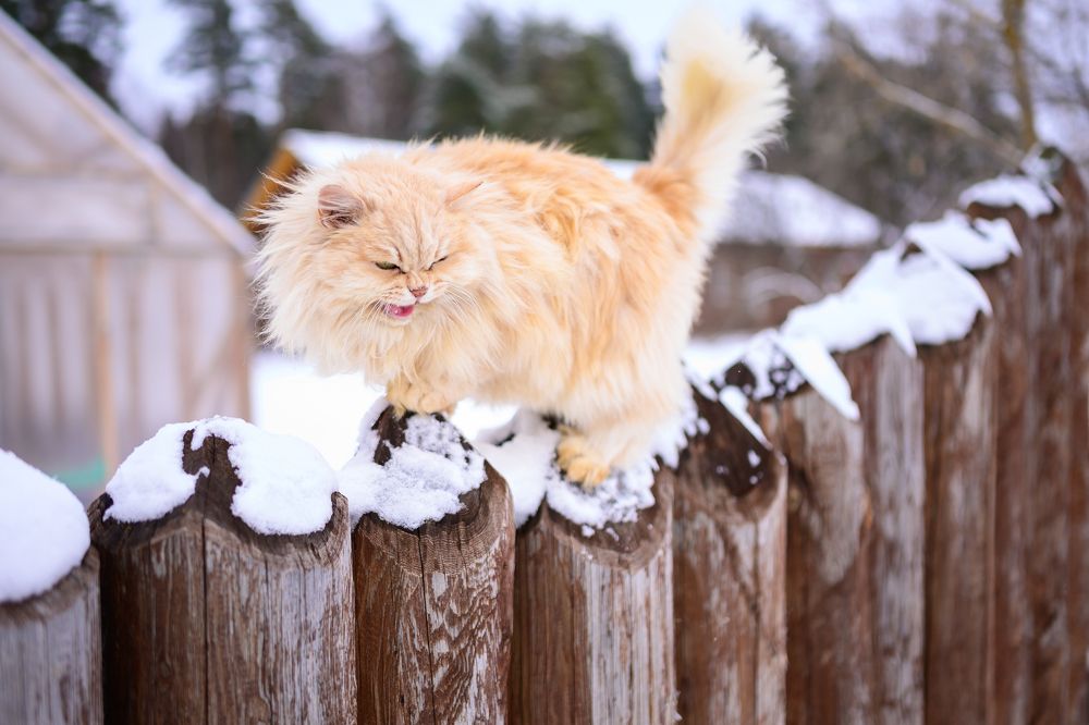 Фотография автора Ольга Степанова