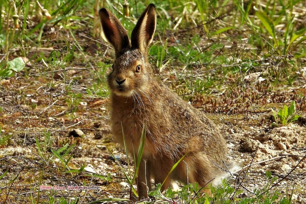 Photograph by Ольга Митрофанова