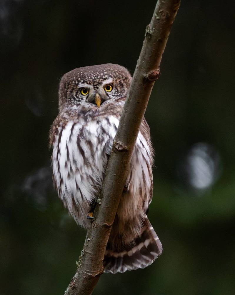 Eurasian Pygmy Owl