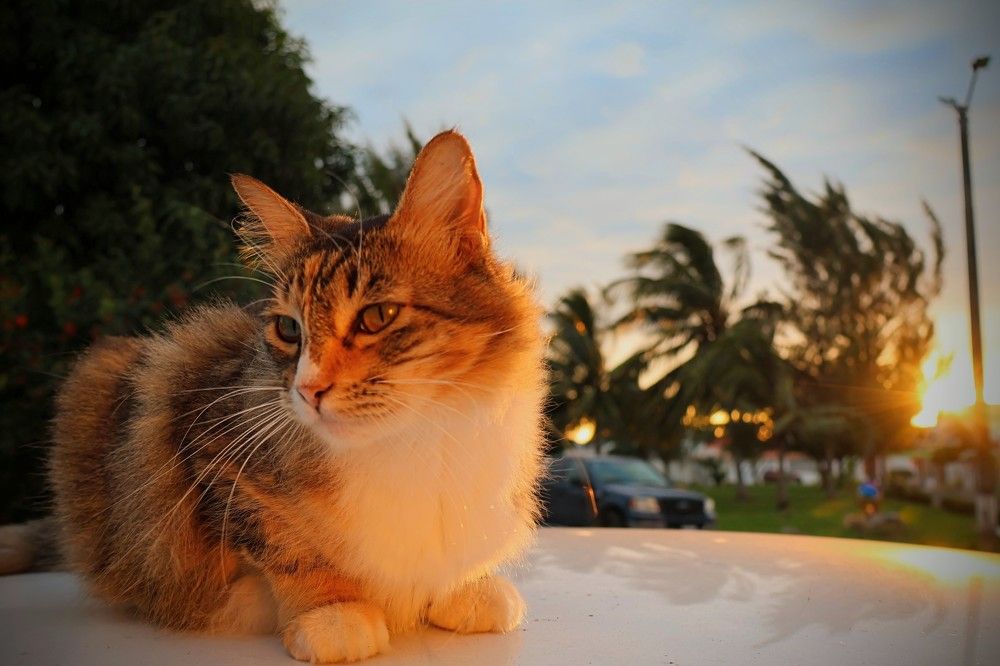 Photograph by Ulises Pintos