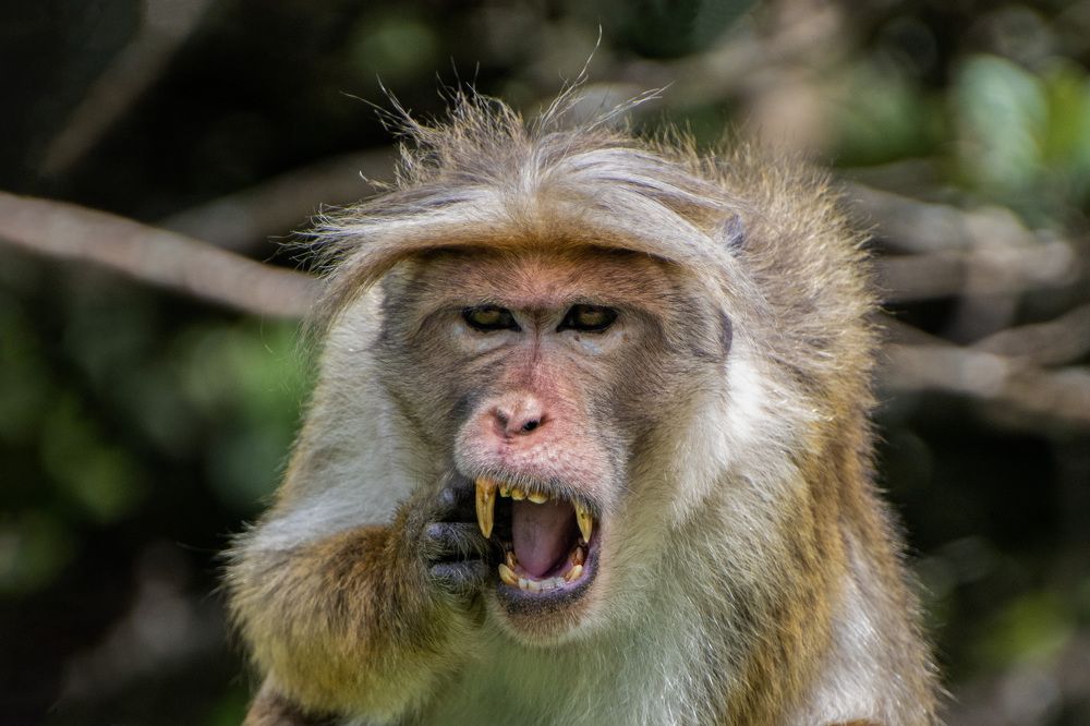 Photograph by Shehan Dondeenu