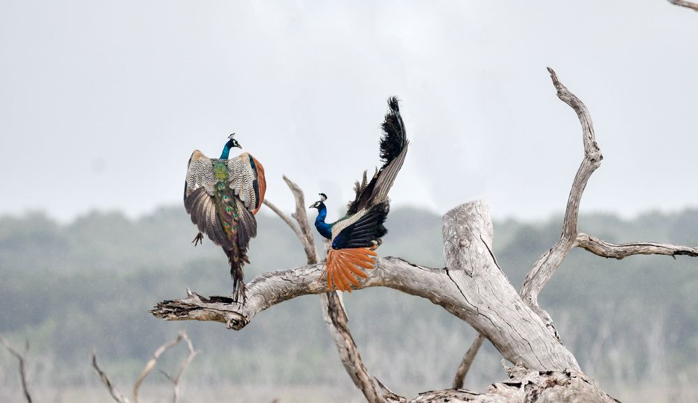 Photograph by Pakalon Janakan