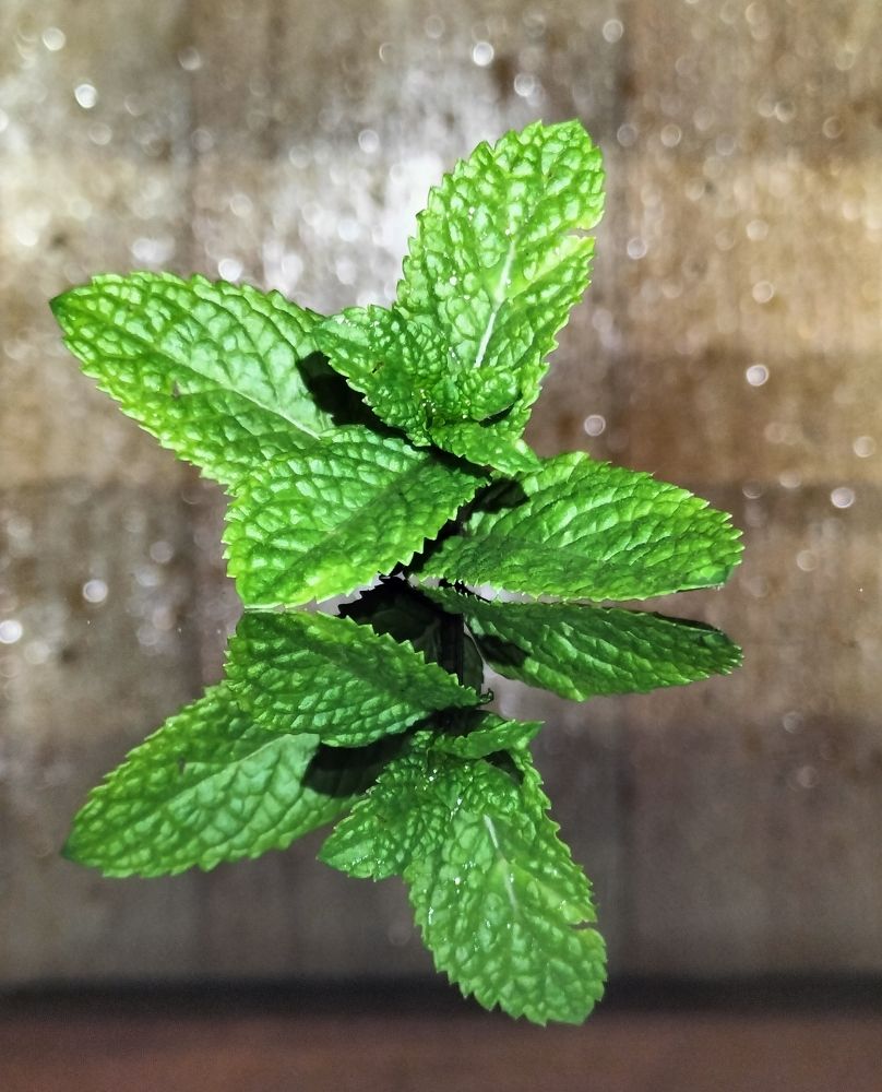 Фотография автора Bernadette Pretorius