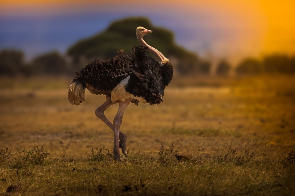 Ostrich on the prowl
