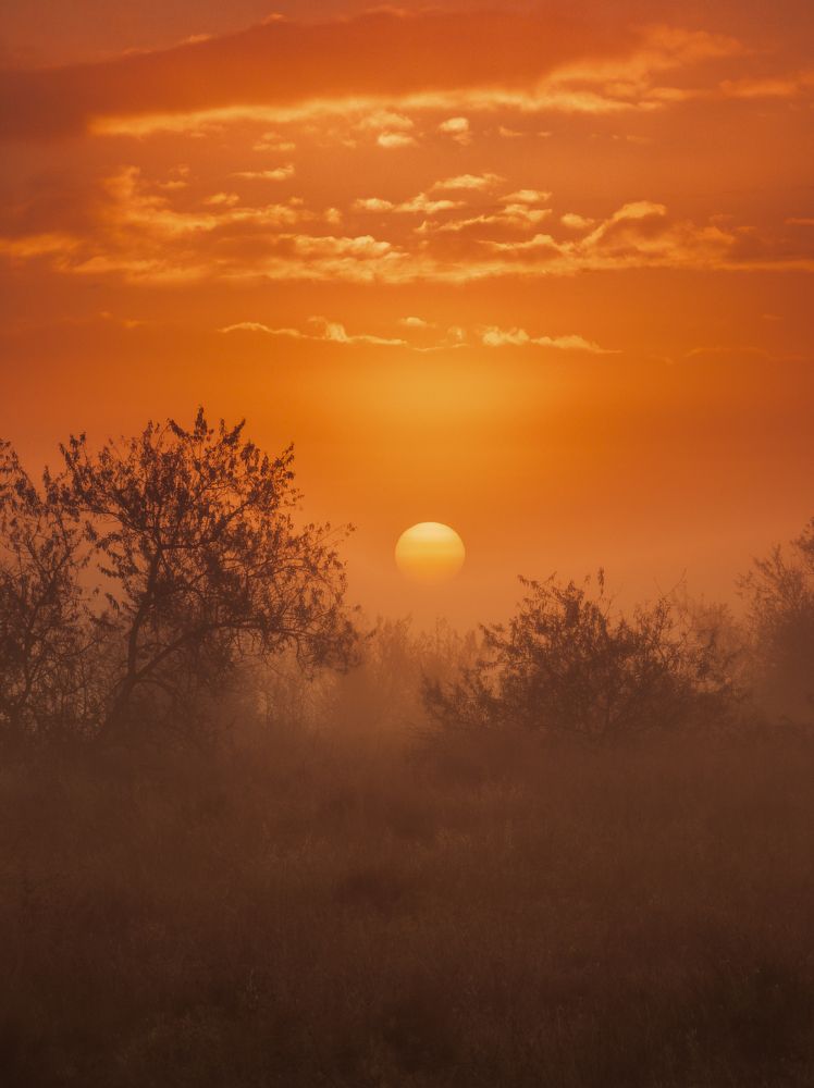Золото туманного рассвета