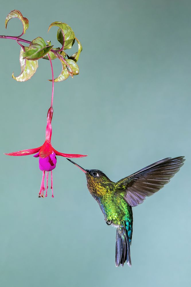 The beautiful colour of nature.