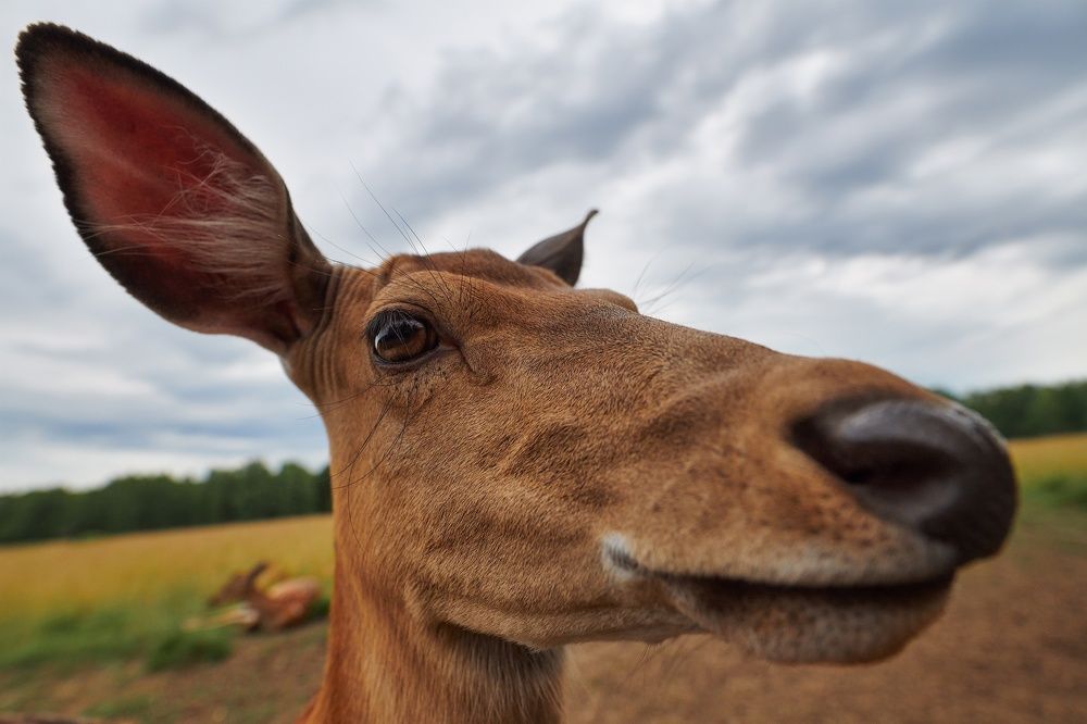 Photograph by Сергей Скоробогатов
