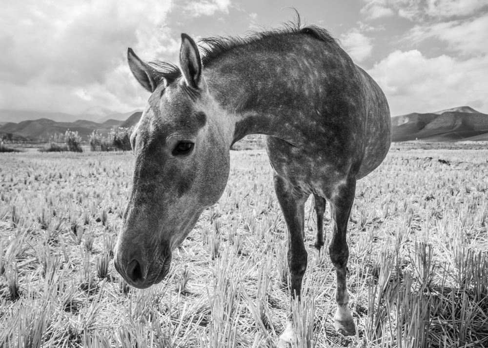 Photograph by seyed mostafa yousefi