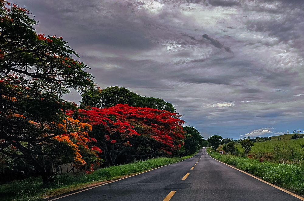 Фотография автора Elaine Almeida