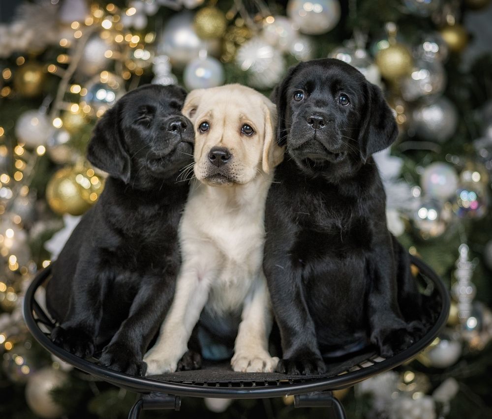 Photograph by Елена Раздвилова