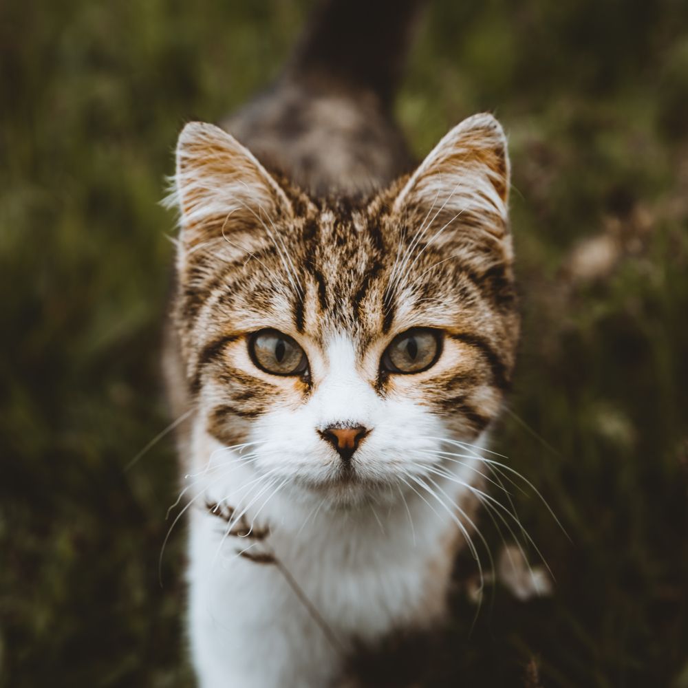 Взгляд кота