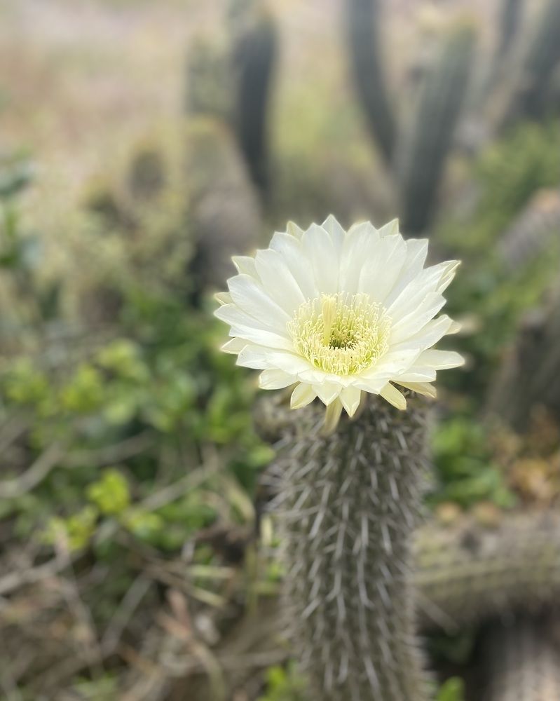 Photograph by maria angelica jaramillo