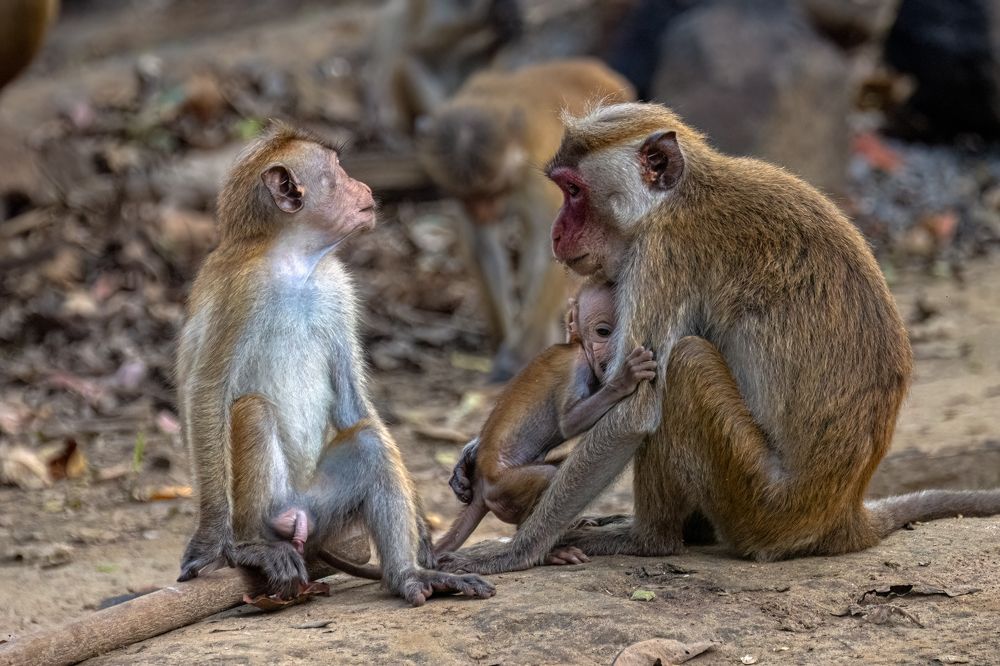 Photograph by Henk Goossens