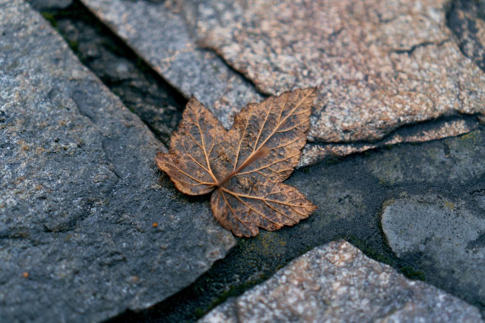 Photograph by Елена Попова