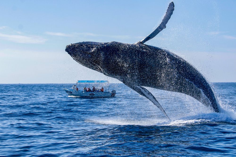 Photograph by Cecilia Islas