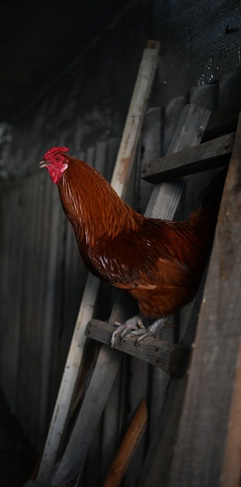 Фотография автора Ольга Степанова