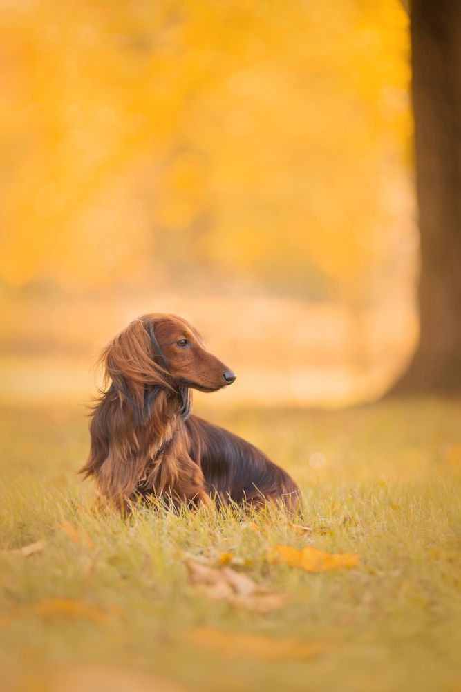 Photograph by Алина Колосова