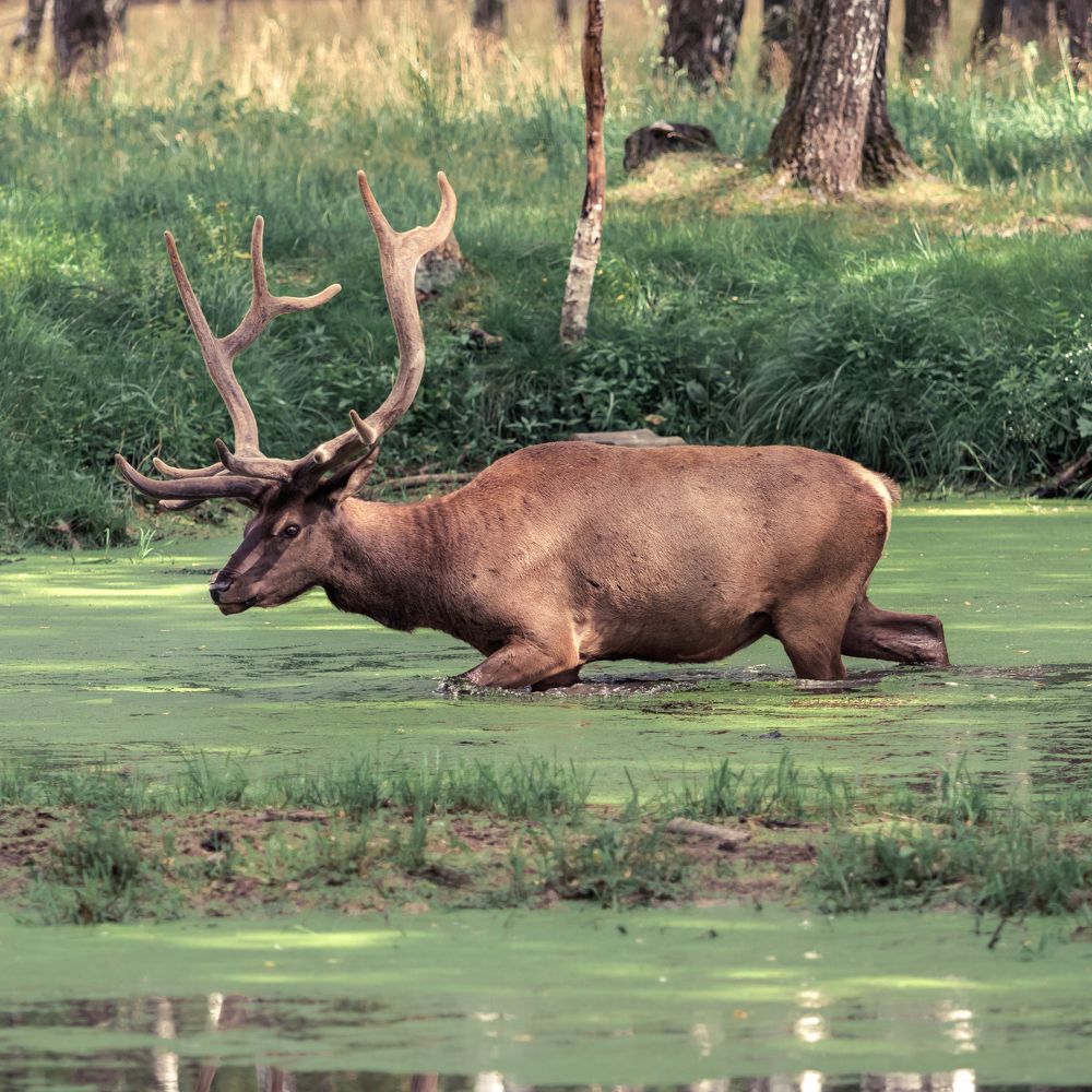 Photograph by Николай Шарлай
