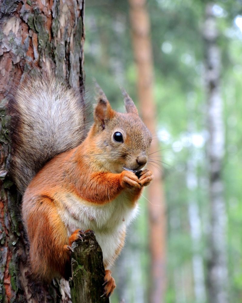 Белка там живёт...