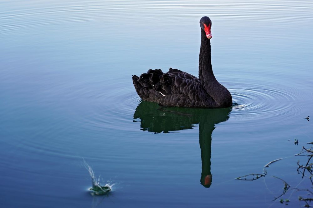Фотография автора Lagona Nicolò
