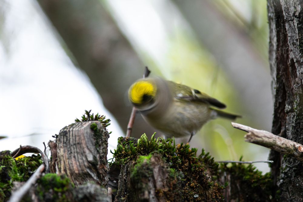 Photograph by Livno&Dinaric Wildlife