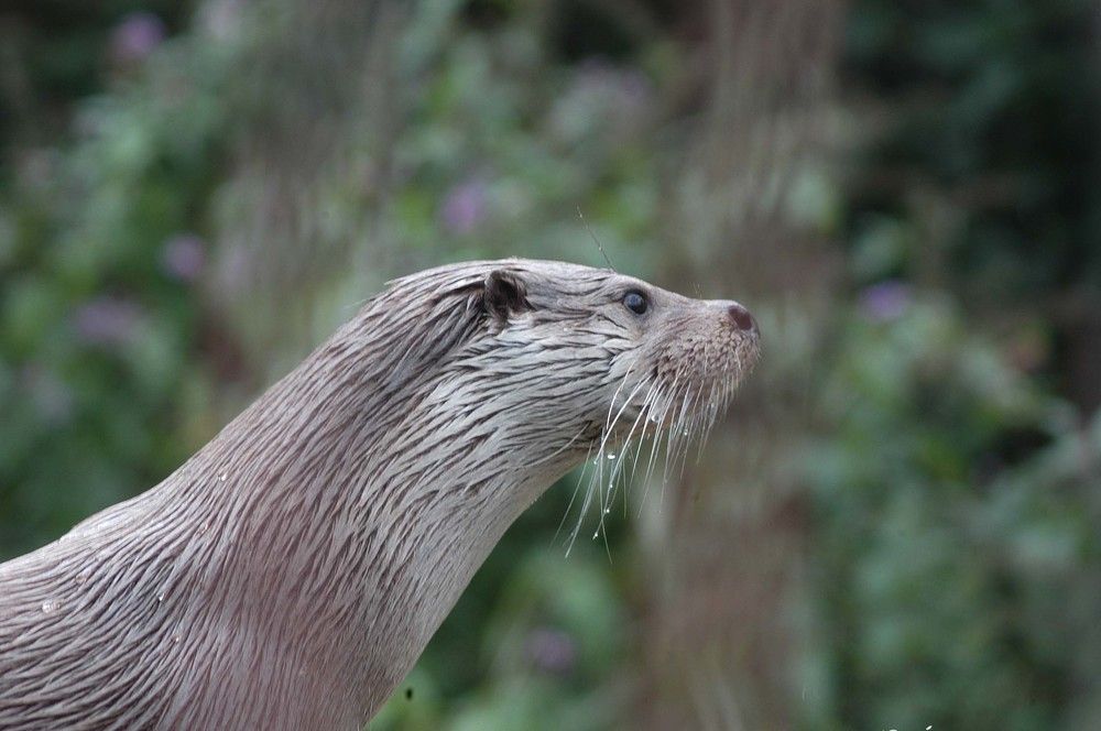 THE OTTER