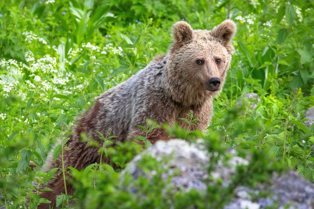 Meeting in the middle of the forest...