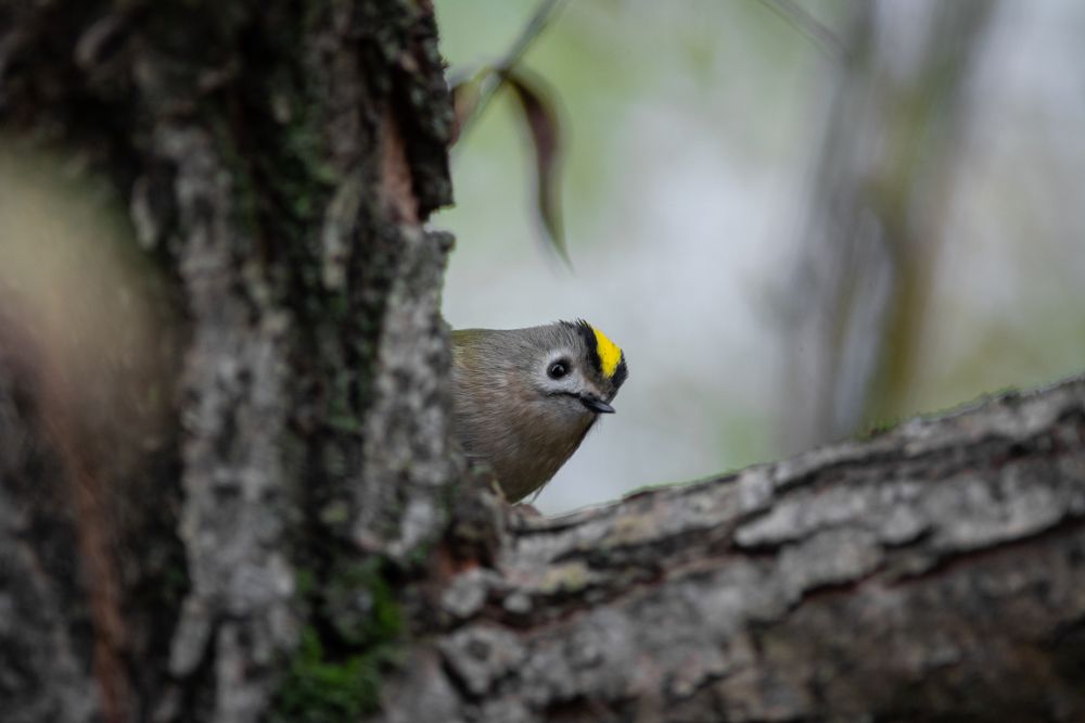 Photograph by Livno&Dinaric Wildlife